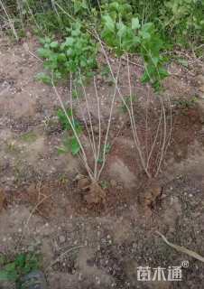 高度80厘米丁香