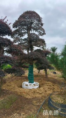 30公分造型榆树