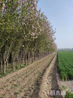 0.6公分西府海棠