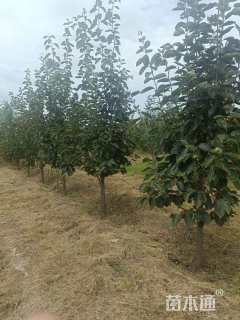 8公分柿树