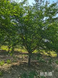 21公分染井吉野樱