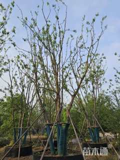 15公分(4杆)丛生乌桕