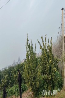 高度400厘米果石榴