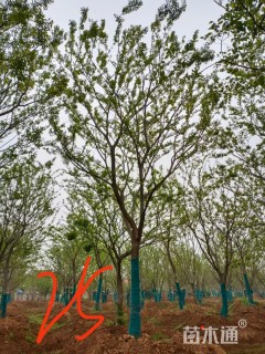 25公分朴树