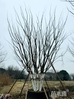 高度500厘米丛生元宝枫