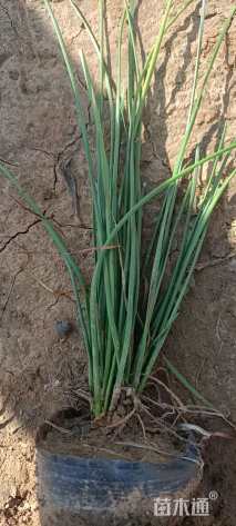 高度25厘米葱兰