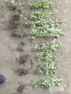 高度40厘米金边黄杨