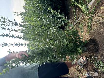 冠幅50厘米卫矛球