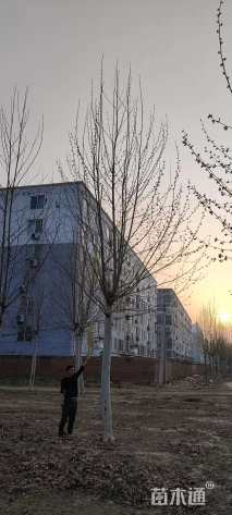 20公分速生法桐