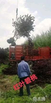 12公分紫叶碧桃