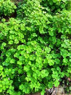 高度25厘米红花酢浆草