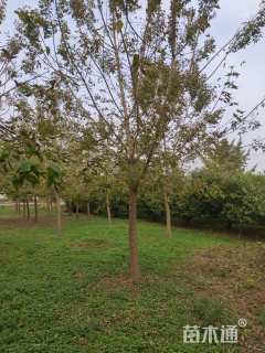 15公分金叶复叶槭