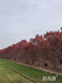 高度400厘米丛生美国红枫