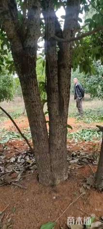 高度400厘米丛生桂花