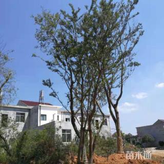 20公分多杆朴树