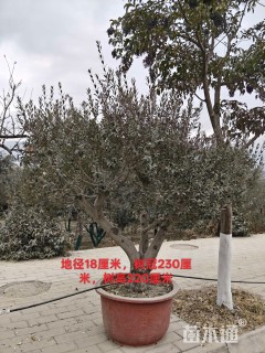 20公分油橄榄