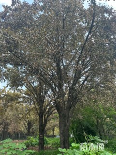 50公分嫁接银杏