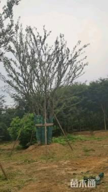 72公分(5杆)丛生朴树