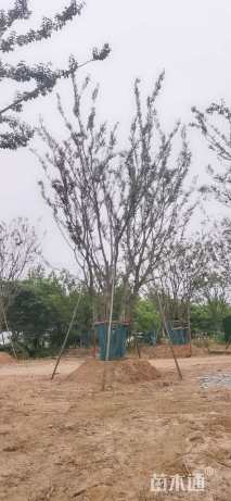 15公分(4杆)丛生朴树