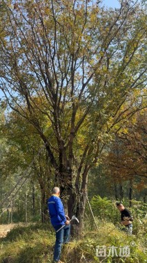 80公分(5杆)丛生黄连木