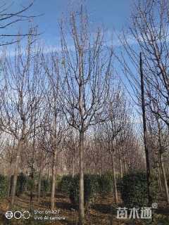 16公分绚丽海棠