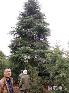 高度1200厘米雪松