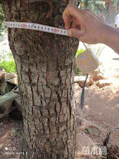 高度1000厘米雪松