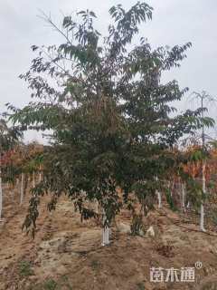 14公分大寒樱花