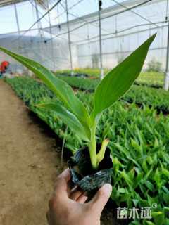 高度20厘米水生美人蕉