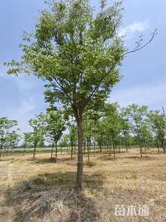18公分栾树