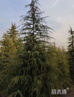 高度600厘米雪松