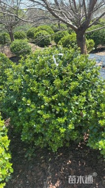 冠幅120厘米海桐球