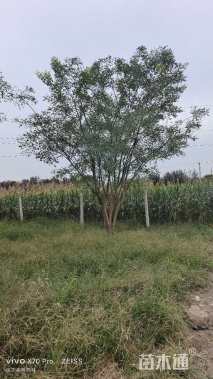 高度600厘米丛生国槐