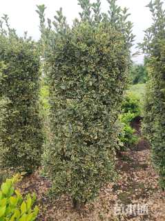 高度200厘米金边黄杨