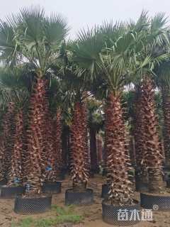 裸干高200厘米华盛顿棕榈