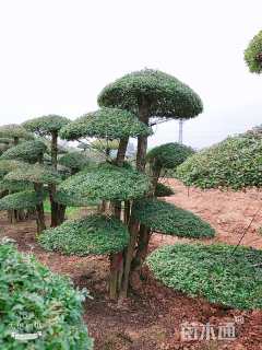 45公分造型对节白蜡