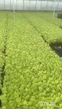 高度20厘米矾根