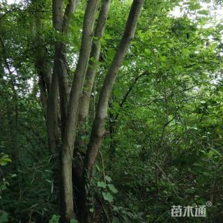 40公分丛生朴树