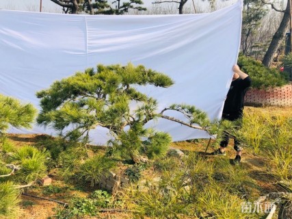 高度80厘米油松