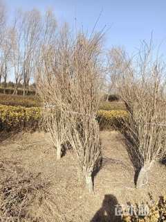 高度300厘米木槿