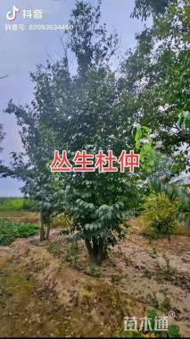 高度600厘米雪松