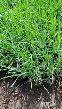 高度15厘米香蒲