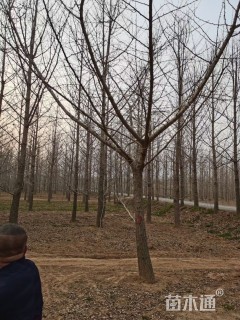 15公分嫁接银杏