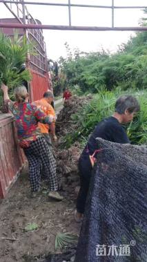 裸干高50厘米棕竹