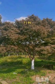 20公分中国红枫