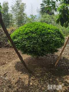 冠幅200厘米小叶黄杨球