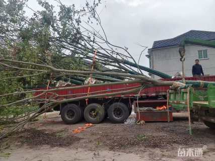 20公分黄山栾树