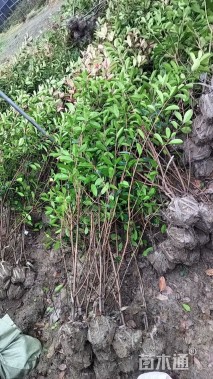 高度180厘米红叶石楠篱笆