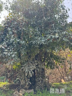 高度300厘米金弹子