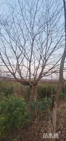 56公分朴树